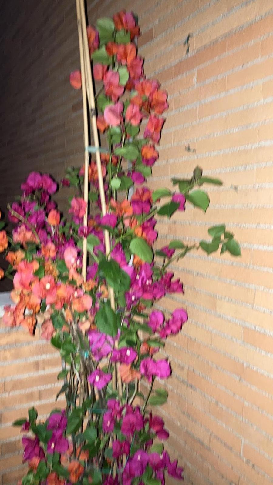 Le Mille E Una Notte Rom Eksteriør billede